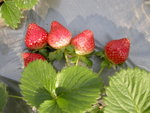 DSCN4712