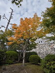 IMG_20241109_104310