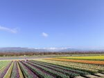 IMG_3217