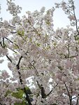 IMG_20260417_115238
