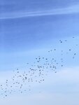 IMG_3398