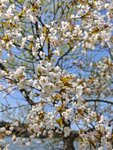 IMG_20260419_112454