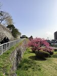 IMG_4668
