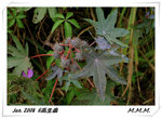 DPP_00093