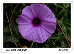 DPP_00095