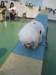 20080329_PetMax_001
