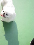 20080329_PetMax_002