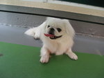 20080329_PetMax_007