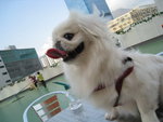 20080329_PetMax_008
