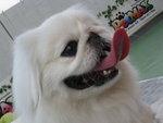 20080329_PetMax_016