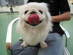 20080329_PetMax_019