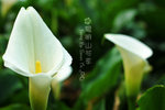 DSC_0984 copy