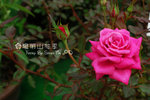 DSC_1000 copy