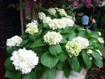 001 - 我最愛o既繡球花