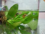 我屋企個2條魚