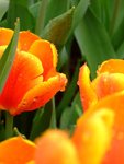 DSCF4176
