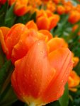 DSCF4177