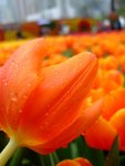 DSCF4178