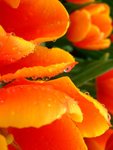 DSCF4192
