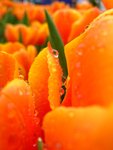 DSCF4194