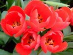 DSCF4201