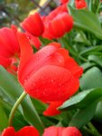 DSCF4202