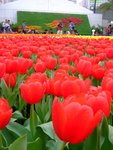 DSCF4203