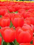 DSCF4204