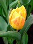 DSCF4207