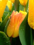 DSCF4209