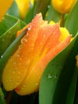 DSCF4210