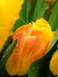 DSCF4211