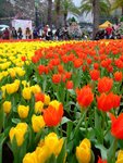 DSCF4219
