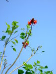 DSCF4778
