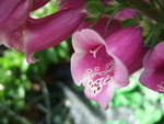 DSCF5006