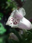 DSCF5009