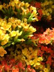 DSCF5025