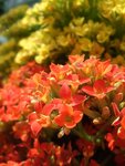 DSCF5026