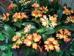 DSCF5027