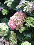 DSCF5035