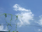 DSCF6980