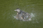 _DSC00211 copy