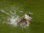 _DSC00241 copy