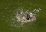 _DSC00251 copy