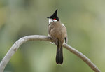 _DSC01171 copy