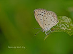_NWC285111 copy