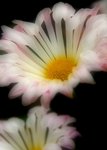 _DSC13761 copy