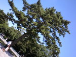 SANY0296