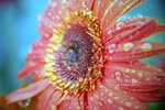 Cool Warm Flower(Lomo)