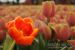 Flower(Edited)